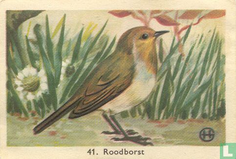 Roodborst - Image 1