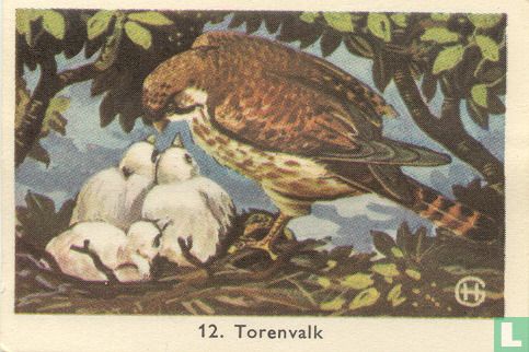 Torenvalk - Image 1