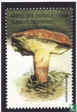  European mushrooms     