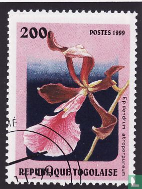 Orchideen  