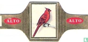 [Rode kardinaal] - Afbeelding 1