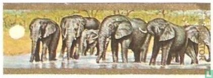 Afrikaanse olifanten - Afbeelding 1