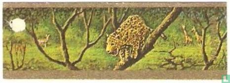 [Leopard] - Bild 1