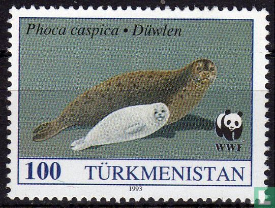 Kaspische zeehond