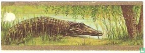 Crocodile du Nil - Image 1