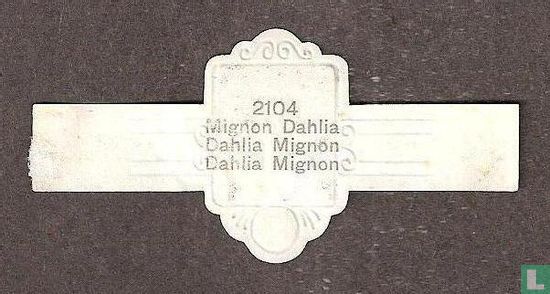 Mignon Dahlia - Dahlia Mignon - Image 2