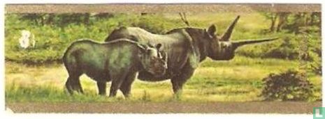 [Black rhinoceros (South-East Africa)] - Image 1
