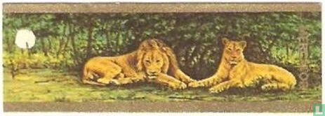 Leeuwen - Afbeelding 1