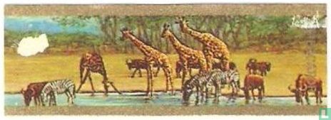 Witstaartgnoes, giraffen, zebra's - Afbeelding 1