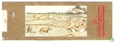 Rijstplantage in Z.O. Azië - Afbeelding 1