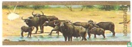 Kafferbuffels - Afbeelding 1