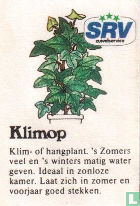 Klimop