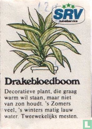 Drakebloedplant