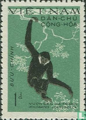Graubrust Gibbon