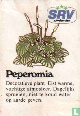 Peperomia