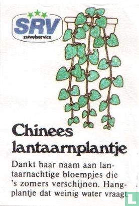 Chinees lantaarnplantje