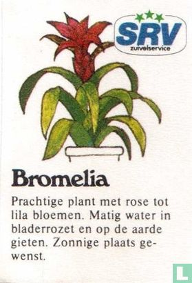 Bromelia