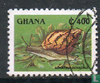 Ghanaian tiger snail