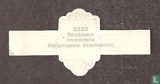 Strobloem - Helichrysum bracteanum - Image 2