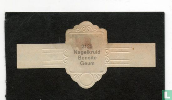 Nagelkruid - Geum - Image 2