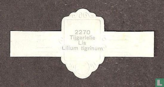 Tijgerlelie - Lilium tigrinum - Afbeelding 2