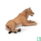 Lioness lying