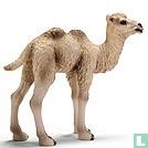Camel poulain