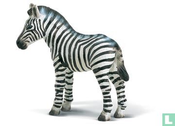 Zebra poulain