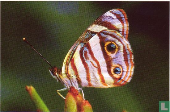 Vlinders: Zuid-Amerikaanse parelmoervlinder (a)