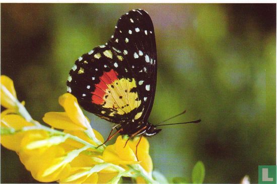 Dieren: Vlinders: Midden-Amerikaanse parelmoervlinder (a)
