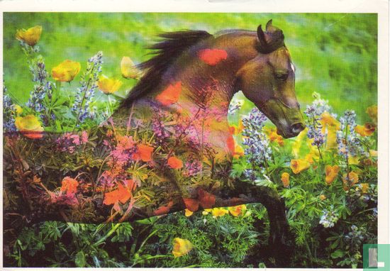 Paard in bloemenveld