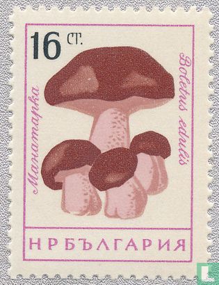 Mushrooms  