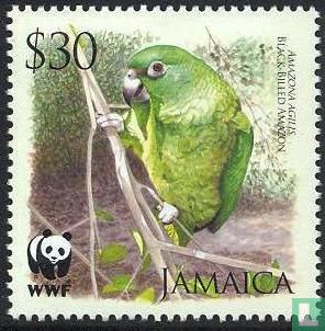 WWF-Jamaika-Amazonenpapageien