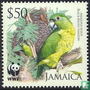 Jamaica-amazone