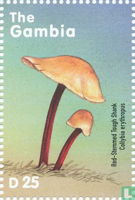 champignons africaine