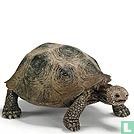 Giant tortoise