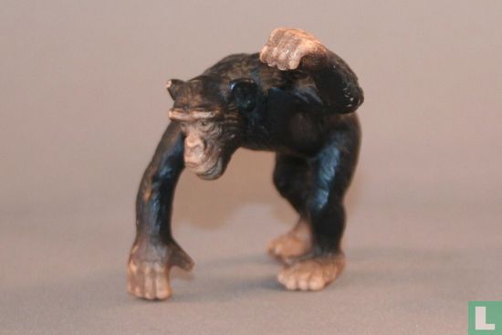 Schimpanse - Bild 1