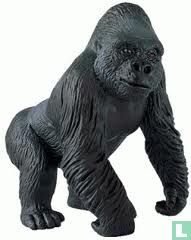 Gorilla Männchen