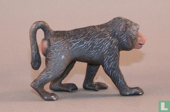 Baboon female - Image 2