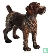 German Wirehaired