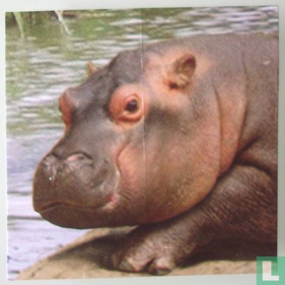 Troetels (Hippo) - Image 2