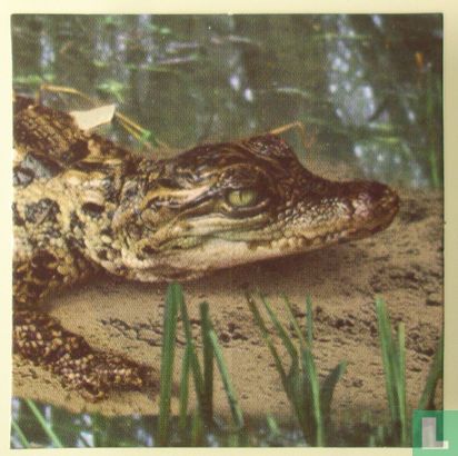 Quasten (Krokodil) - Bild 2