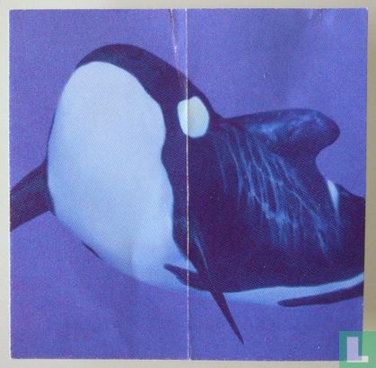 Troetels (orca) - Afbeelding 2