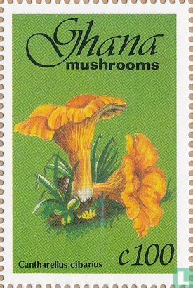 Champignons                   