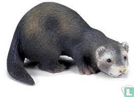 Ferret