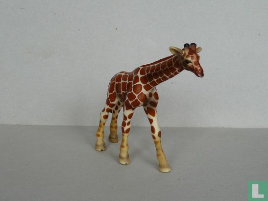 Junge Giraffe