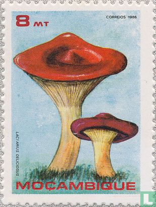 Champignons
