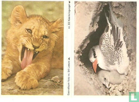 Esso-album foto nr. 54 Leeuw, nr. 83 Keerkringvogel