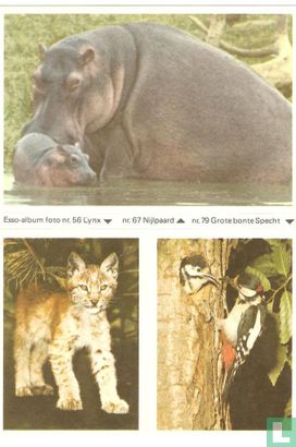 Esso-album foto nr. 56 Lynx, nr. 67 Nijlpaard, nr. 79 Grote bonte Specht