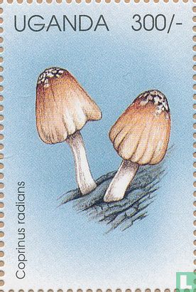 Afrikaanse paddenstoelen        